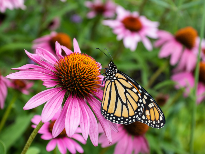 Pollinator Plants